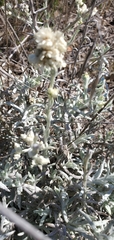 Pseudognaphalium beneolens