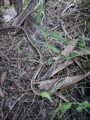 Ophisaurus ventralis