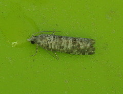 Retinia gemistrigulana