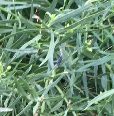 Asteromyia euthamiae