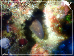 Gymnothorax javanicus
