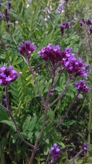 Verbena bonariensis