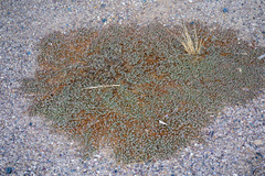 Euphorbia albomarginata