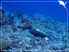 Cetoscarus ocellatus