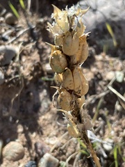 Plantaginaceae