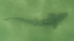 Triakis semifasciata
