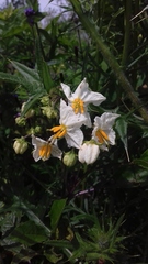 Solanum bonariense