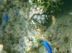 Thalassoma amblycephalus