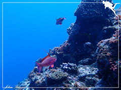 Pseudanthias squamipinnis