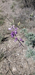 Lupinus albifrons