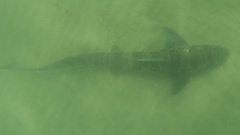 Triakis semifasciata