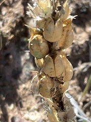 Plantaginaceae