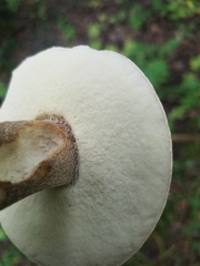 Boletus variipes