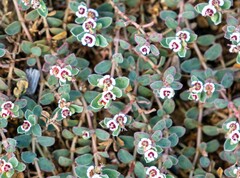 Euphorbia albomarginata