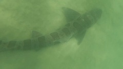 Triakis semifasciata