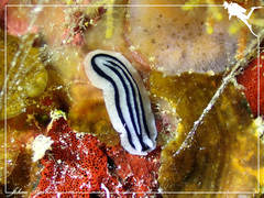 Phyllidiopsis xishaensis