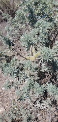 Lupinus albifrons