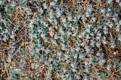 Euphorbia albomarginata