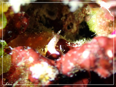 Hypselodoris decorata