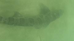 Triakis semifasciata