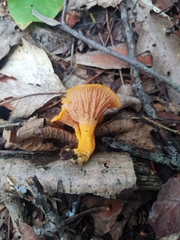 Craterellus ignicolor