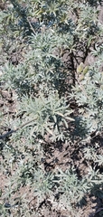 Lupinus albifrons