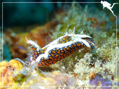 Sagaminopteron psychedelicum