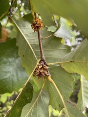 Andricus quercusfrondosus