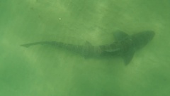 Triakis semifasciata