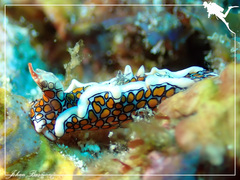 Sagaminopteron psychedelicum