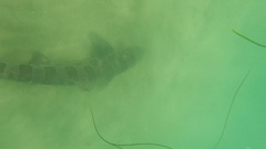 Triakis semifasciata