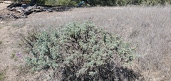 Lupinus albifrons