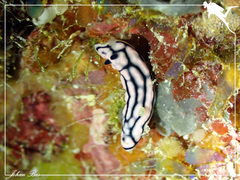 Phyllidiella