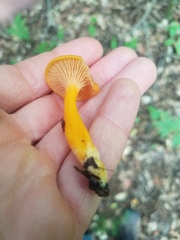 Craterellus ignicolor