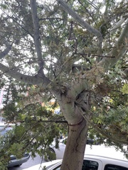 Acacia baileyana