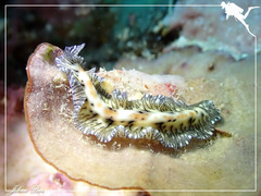 Maritigrella eschara