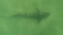 Triakis semifasciata