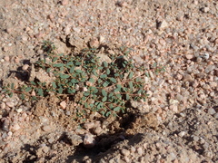Euphorbia glyptosperma
