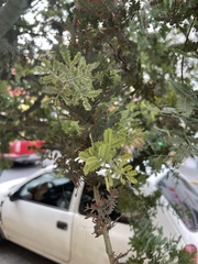 Acacia baileyana