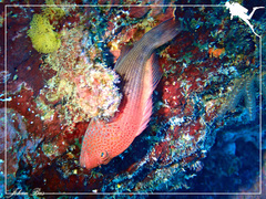Paracirrhites forsteri