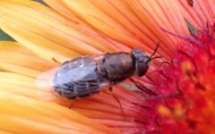 Odontomyia pubescens