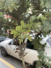 Acacia baileyana