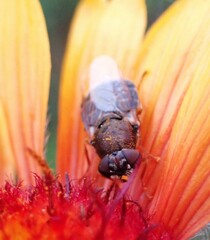 Odontomyia pubescens