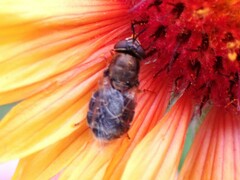 Odontomyia pubescens