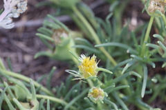 Conicosia pugioniformis