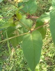 Mirabilis longiflora