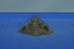 Zanclognatha laevigata