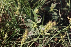 Euphorbia davidii