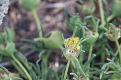 Conicosia pugioniformis