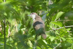 Coccyzus erythropthalmus